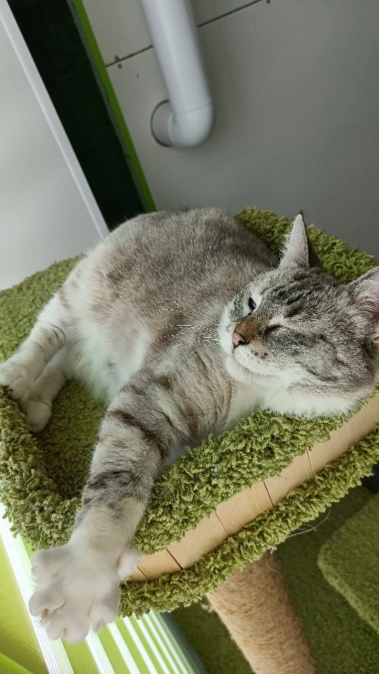 С началом новой рабочей недели!😸
Такие вот планы у наших гостей на каникулах🐈🤍#январь2026 #гостиницадлякошек #Минск