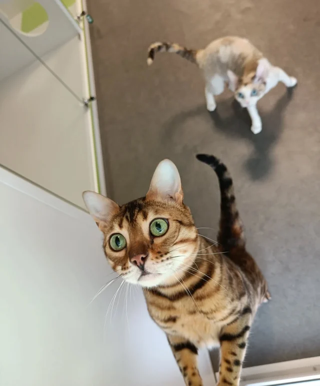 Чак и Харти♥️Хвостики провели у нас свои первые новогодние кото-каникулы✨Харти породы Девон -Рекс, она просто очаровывает своей внешностью😍 Все, кто приходили к нам за время их отпуска, восхищались этой красоткой💙Чак - бенгал, он первый в семье и на два года старше Харти, Чак за главного и в первые дни, пока котики ещё не адаптировались, Чак даже рычал на нас, когда мы хотели погладить Харти. Он так ее защищал 🥹 Но в целом, котики адаптировались довольно быстро, стали осматривать помещение и осваивать новое место😍 Оказались безумно ласковыми, активными и любопытными носиками🥰Хвостики уже дома, их хозяева сказали,что купили им большую лазалку-когтеточку, когда посмотрели, как задорно они прыгают с полки на полку в большом номере🥰Будем ждать новых встреч с пушистиками🤗#бенгал #девонрекс #гостиницадлякошек