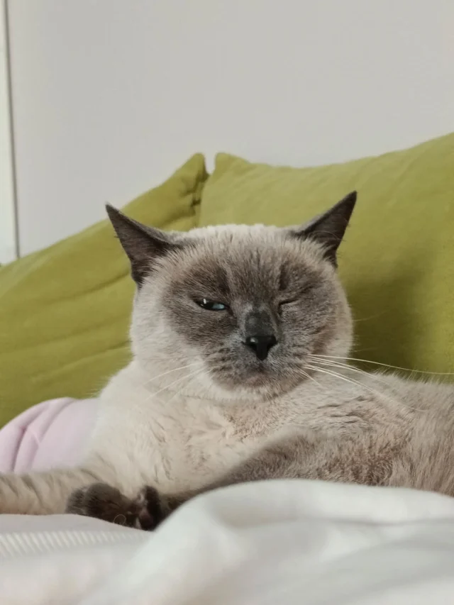 Тайские кошки бесконечно преданы своим хозяевам и готовы участвовать во всех их делах. Привязываются именно к человеку, а не к месту, поэтому легко адаптируются к смене обстановки, а вот разлуку с владельцем переносят тяжело и надолго оставаться в одиночестве не любят.Чужим для них людям нужно постараться,чтобы расположить к себе кошку и заслужить ее доверие🤍Представители породы — настоящие хозяева территории. Они любят обходить ее и контролировать с большой высоты. Любознательный характер заставляет их исследовать каждый уголок.На фото прекрасная Бекки🩶#тайскаякошка #гостиницадляживотныхМинск