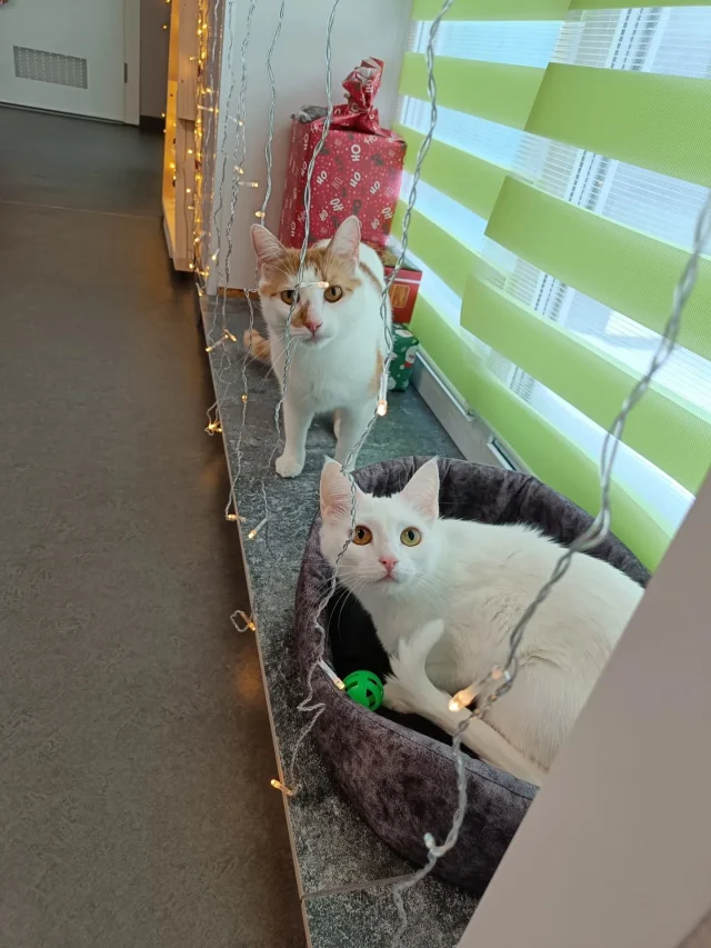 Кекс и Зефирка🧁💗Хвостики провели у нас свои первые кото-каникулы🐈На адапатацию у них ушло совсем немного времени, котики очень контактные, общительные, любят внимание и ласку🥰Забавно наблюдать на их взаимодействие друг с другом, они играются и спят вместе, но недопонимания иногда случаются, как и у всех кото-друзей)Но мы часто наблюдаем,что котики, которые живут вдвоем, быстрее адаптируются к новой обстановке, они более социализированы и другие питомцы их тоже чаще всего совсем не пугают🤍#гостиницадлякошекминск