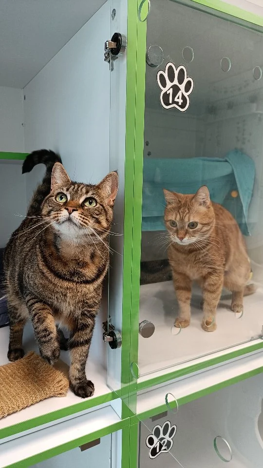 Знакомо?🙂‍↕️#гостиницадлякошекминск #утроскотом🐱
#Minsk