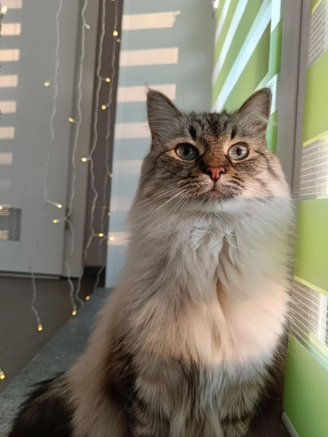 Маркиз  и Белка🥰С Масюшей мы знакомы с апреля 2025, а Белка у нас впервые проводила каникулы. Мы быстро подружились, она безумно общительная кошечка❤️Пушистики живут довольно дружно, но как и полагается в большой котосемье - не без драк и выяснения отношений😸Котики выбрали для себя большой номер Премиум, но на прогулку иногда ходили по очереди, видимо, очень хотелось отдохнуть в номере в одиночестве 😹🥰Каникулы пролетели быстро, мы всегда радуемся вместе с хозяевами при их встрече с любимыми хвостиками😍Будем ждать новых встреч с пушистиками!🤗#Минск #гостиницадлякошек #Невскаямаскарадная #Сибирскаяпородакошек #PetsPlace